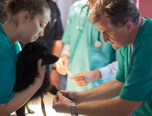 Veterinarians working with a dog.