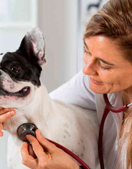 Vet checking a dog with a stethoscope.