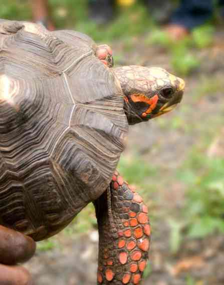 Someone holding a turtle.