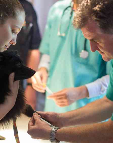 Veterinarians working with a dog.