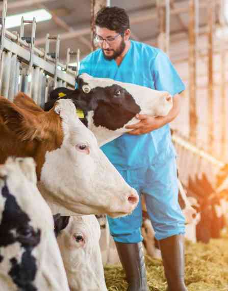 A vet with cows.
