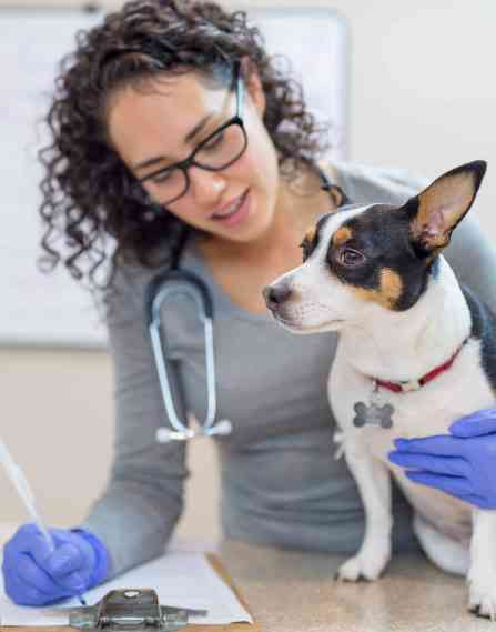 A young female veterinarian gently examines a dog in the clinic