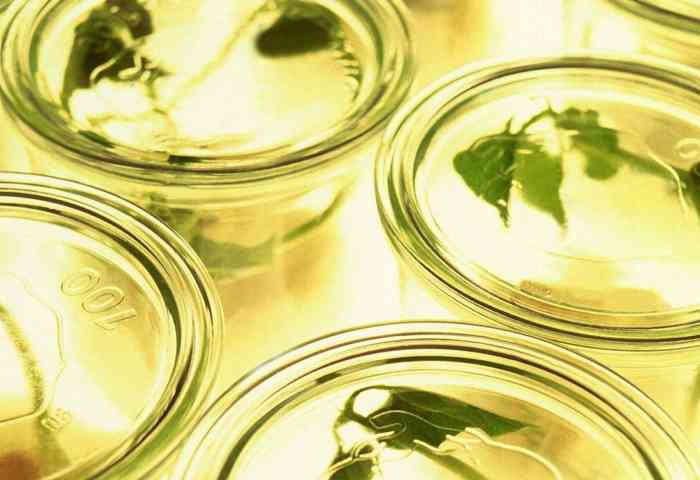 Plants in glass jars