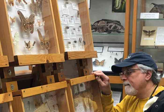 Two people looking at butterflies and moths on display.
