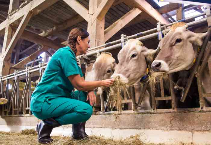 Veterinary tech on farm